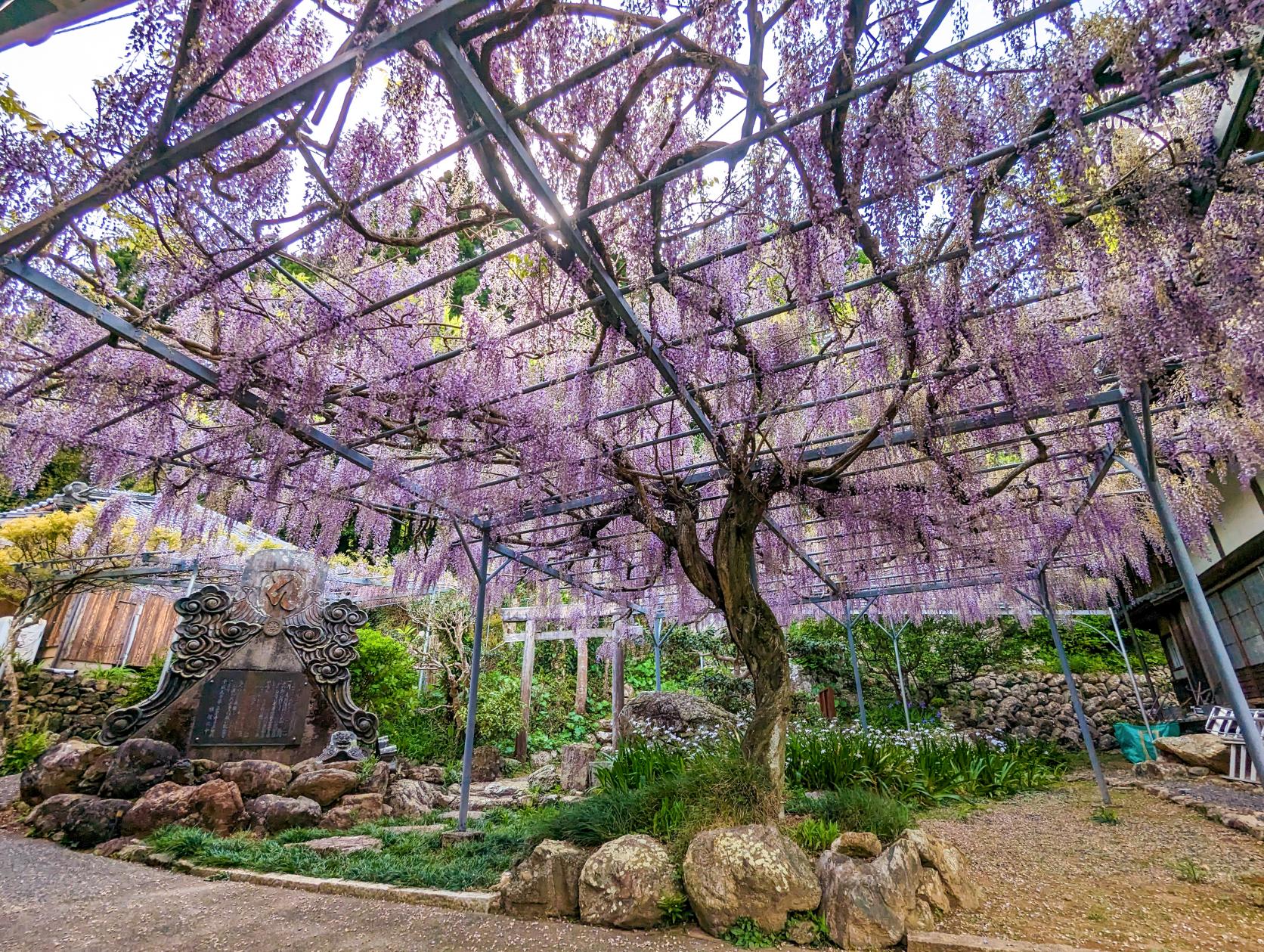 正泉寺（藤棚）-0