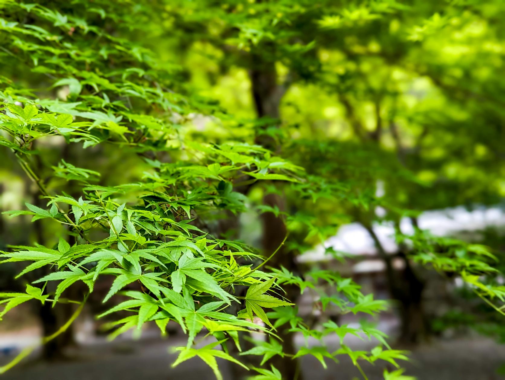 八柱神社（古和浦）-7