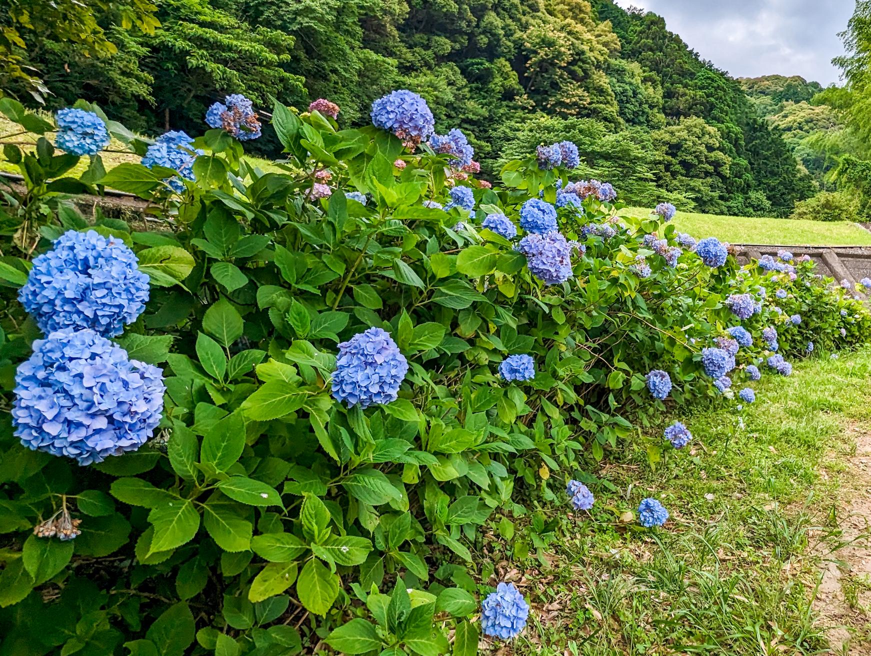 かっぱ橋（いせじ橋）-1