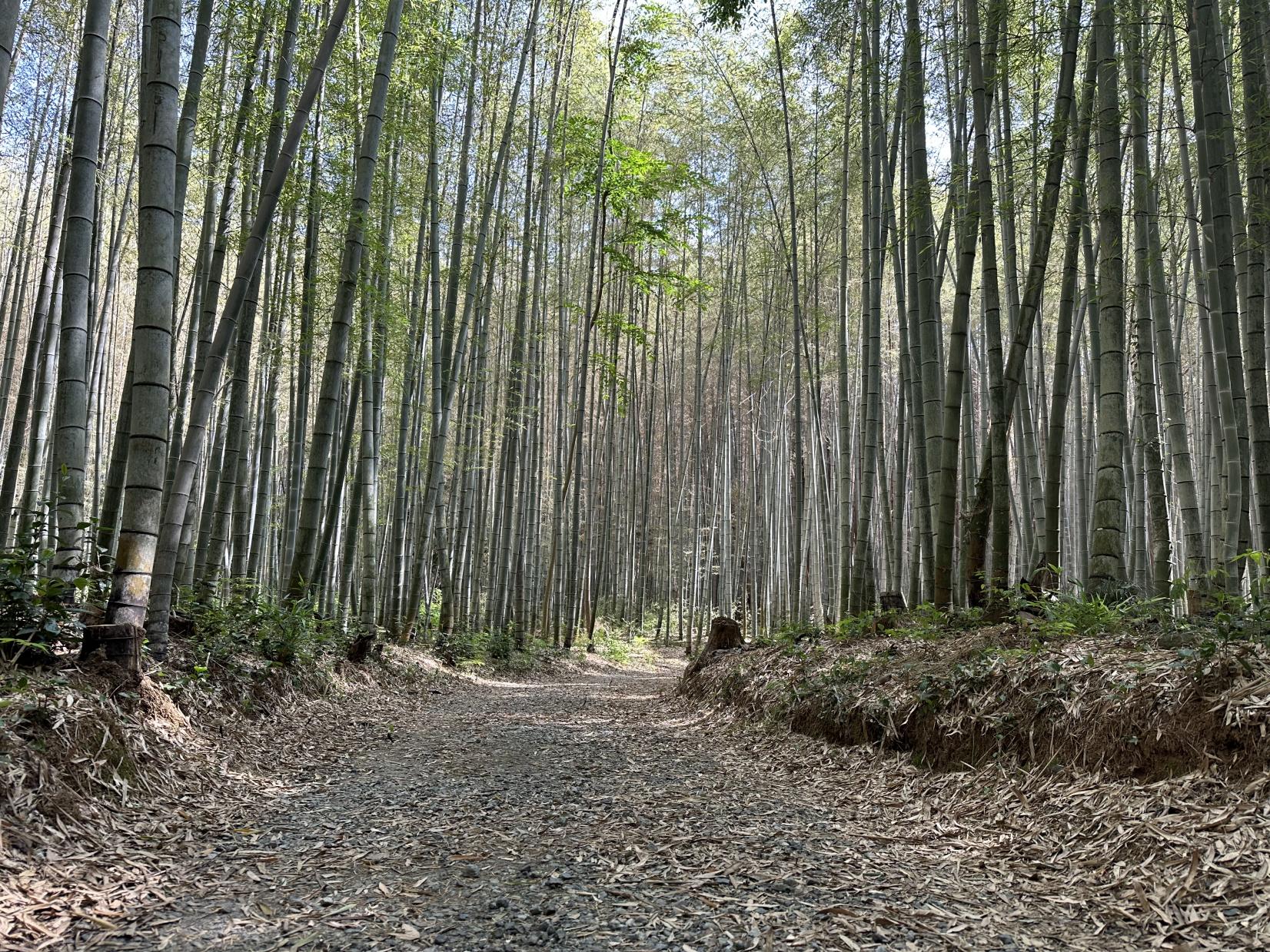 美濃田竹林街道-5