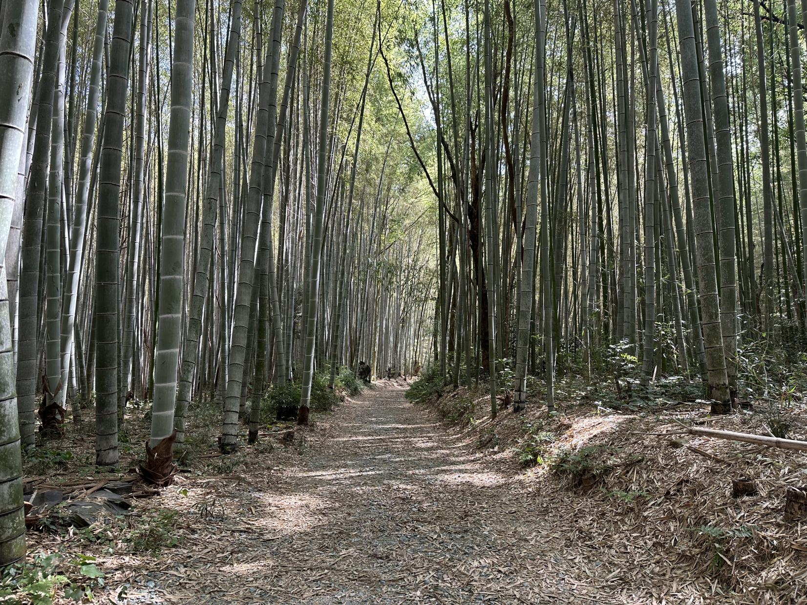 美濃田竹林街道-0