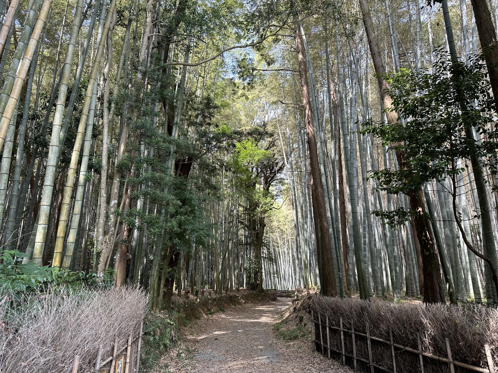 美濃田竹林街道-4