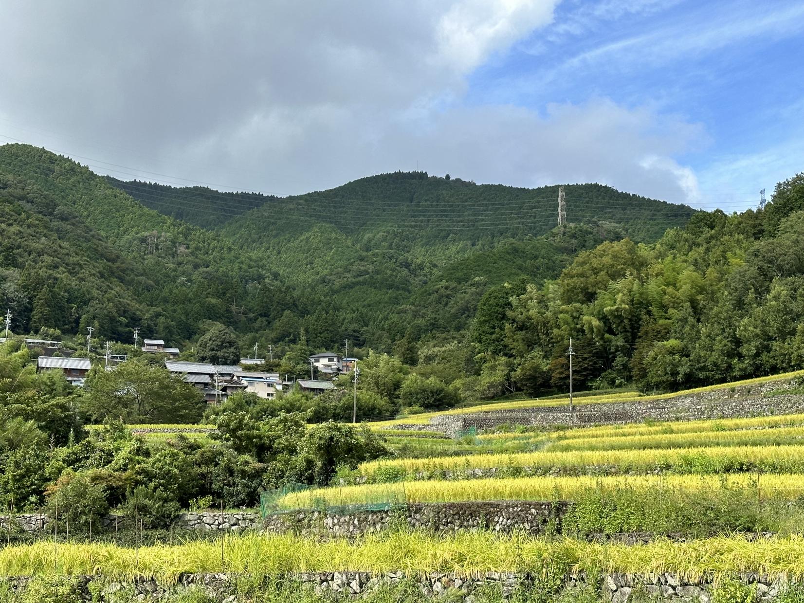 深野のだんだん田-4