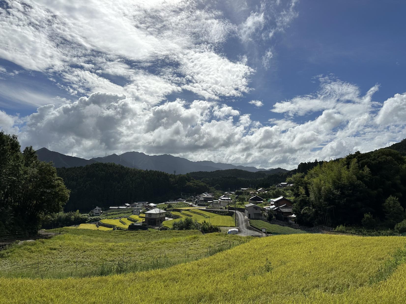 深野のだんだん田-6