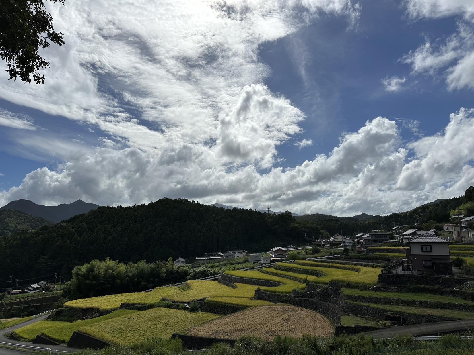 深野のだんだん田-2