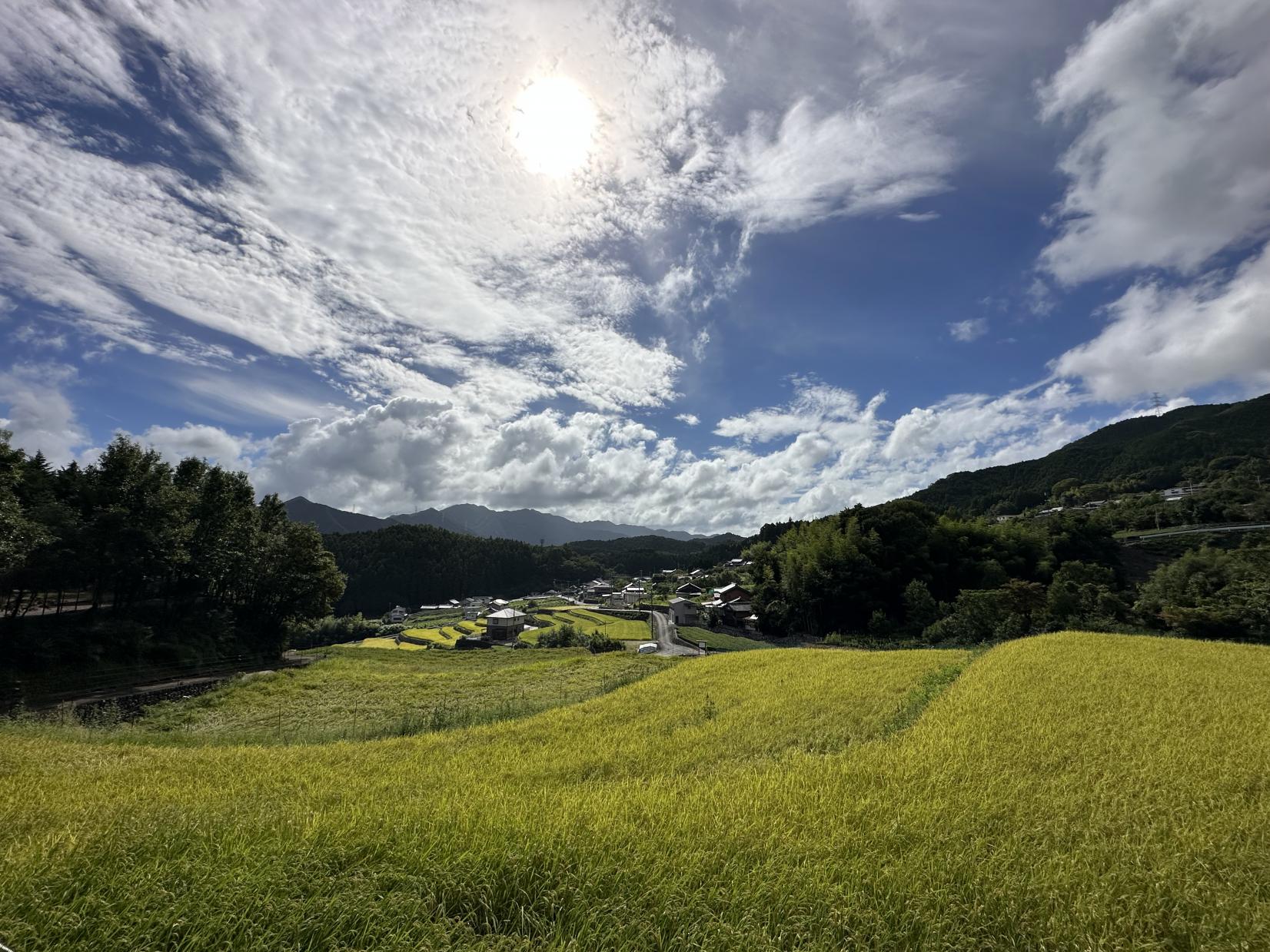 深野のだんだん田-1