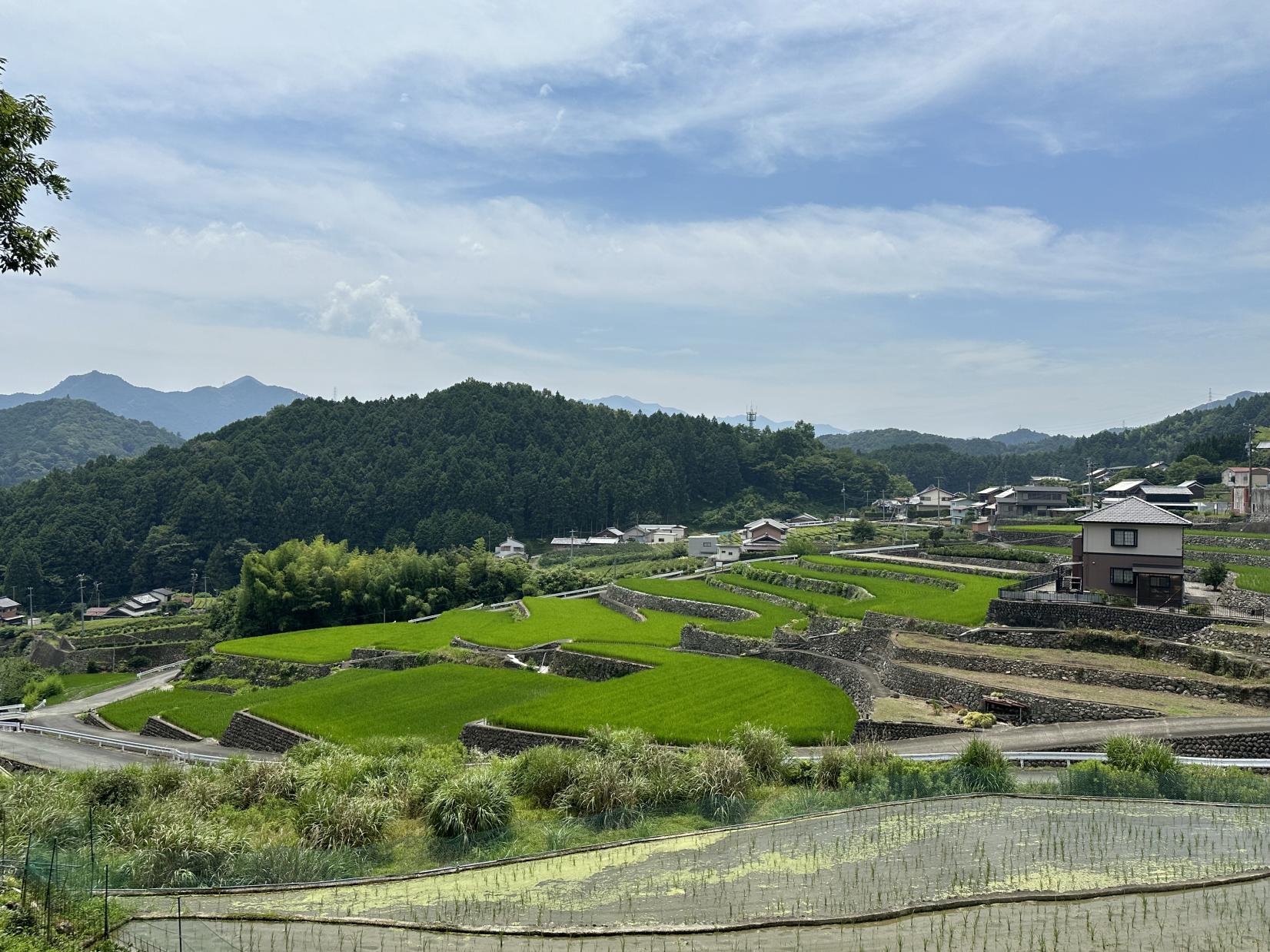 深野のだんだん田-0