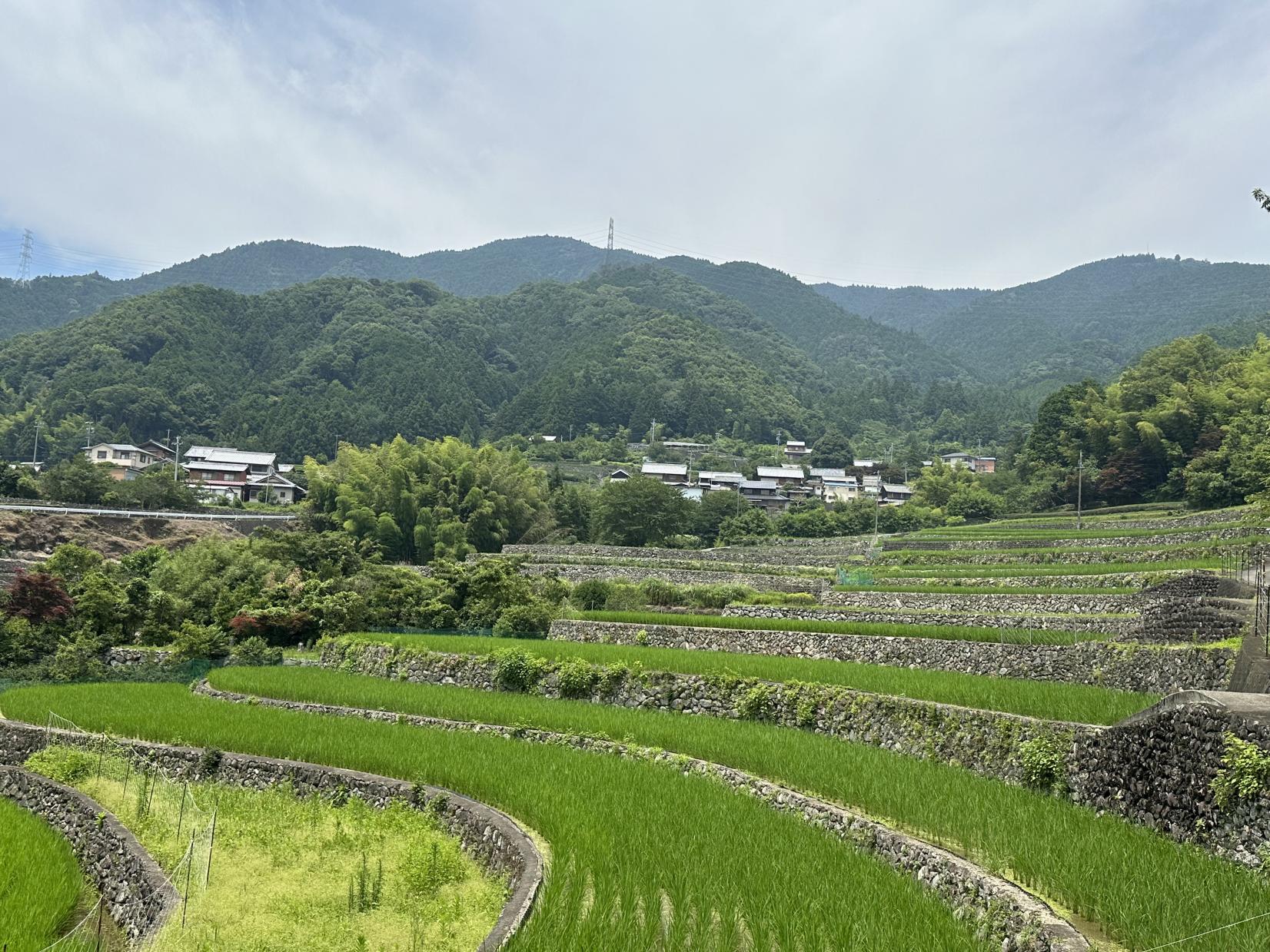 深野のだんだん田-3