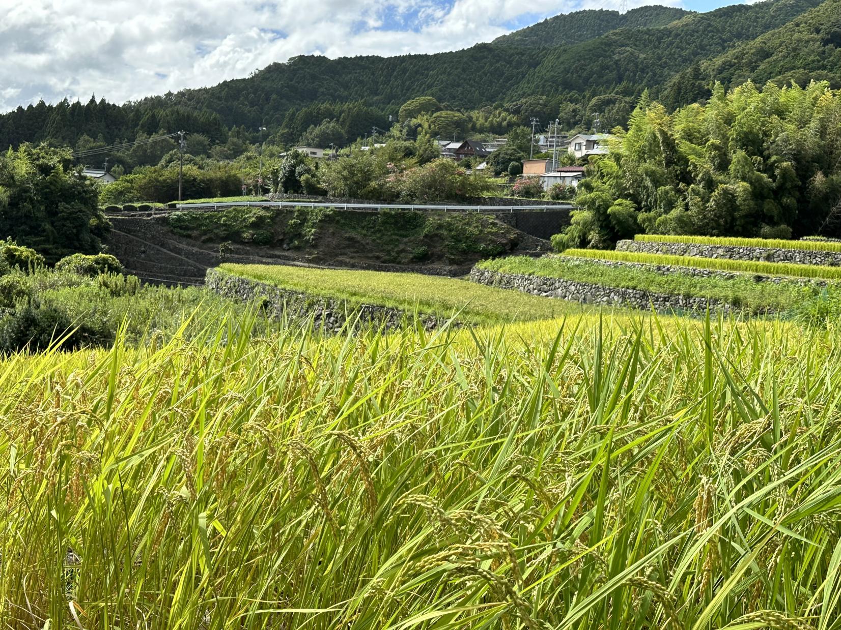 深野のだんだん田-7