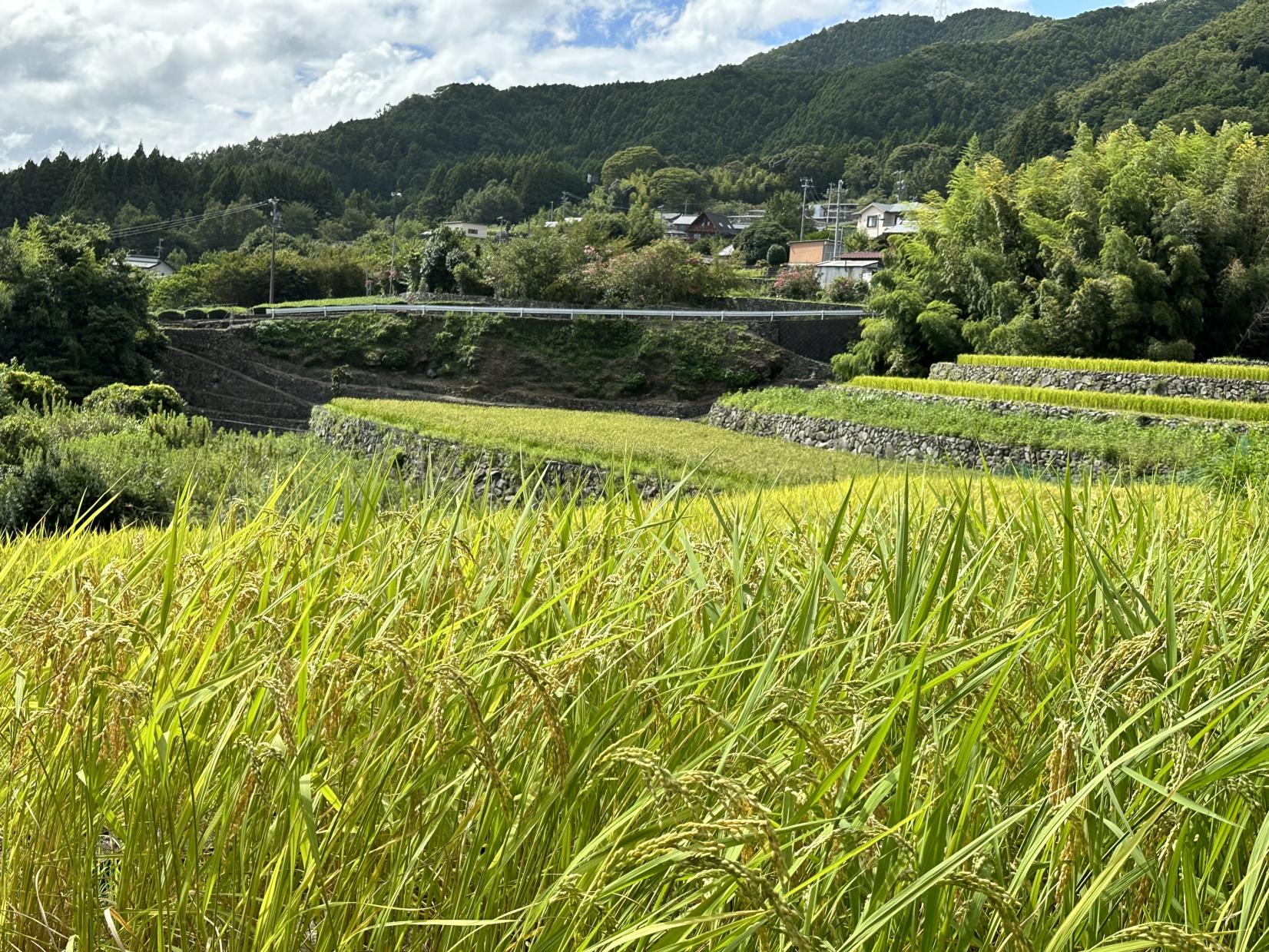 深野のだんだん田-7