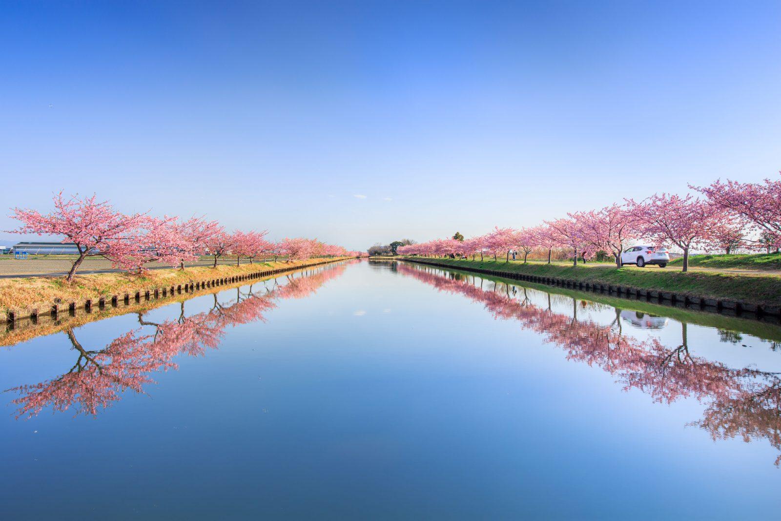 笠松河津桜ロード-0