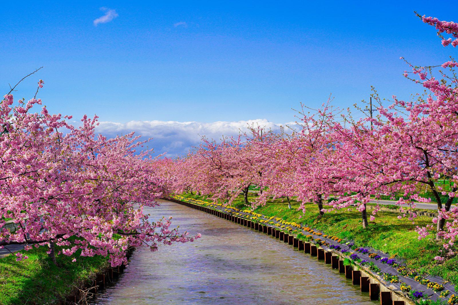 笠松河津桜ロード-1