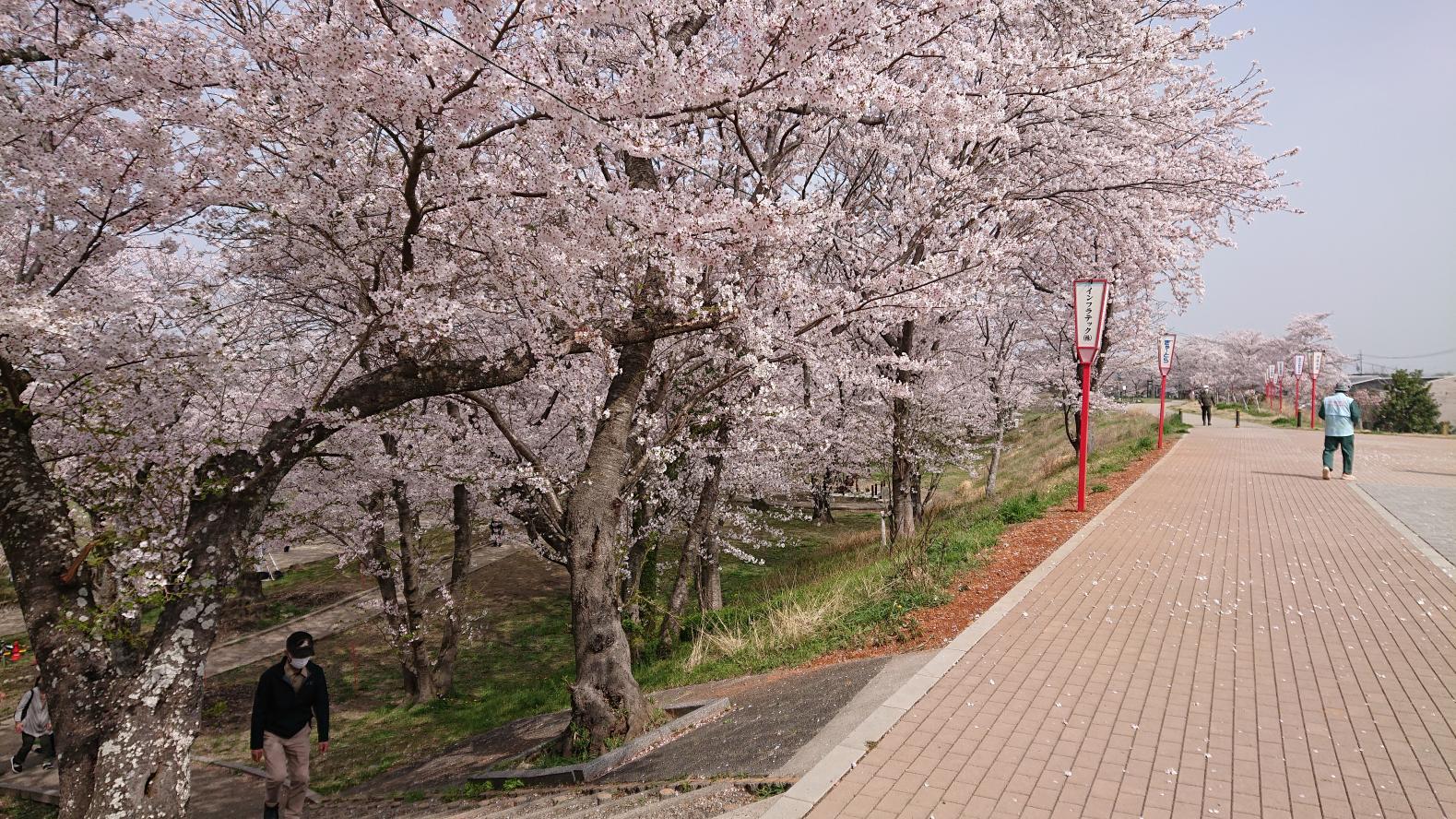 宮川堤の桜ライトアップ-0