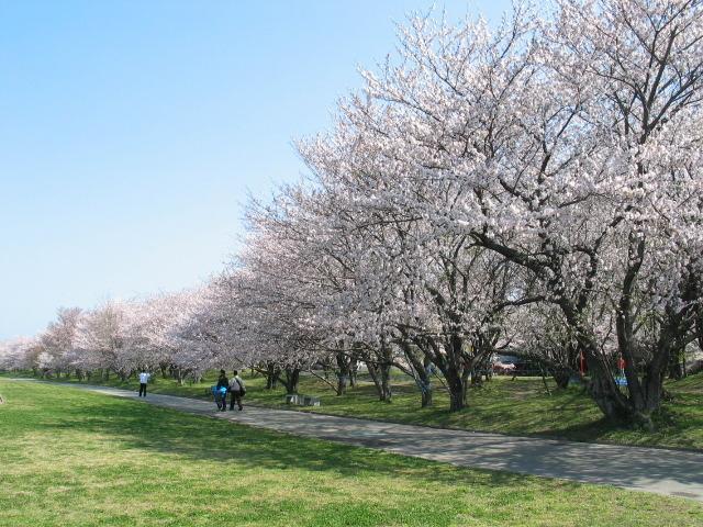 宮川堤の桜ライトアップ-1