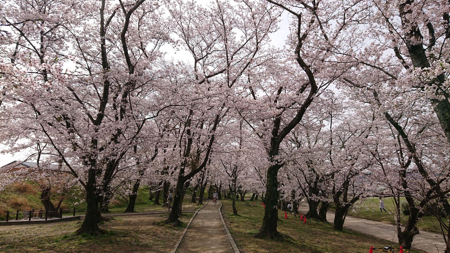 宮川堤の桜ライトアップ-3