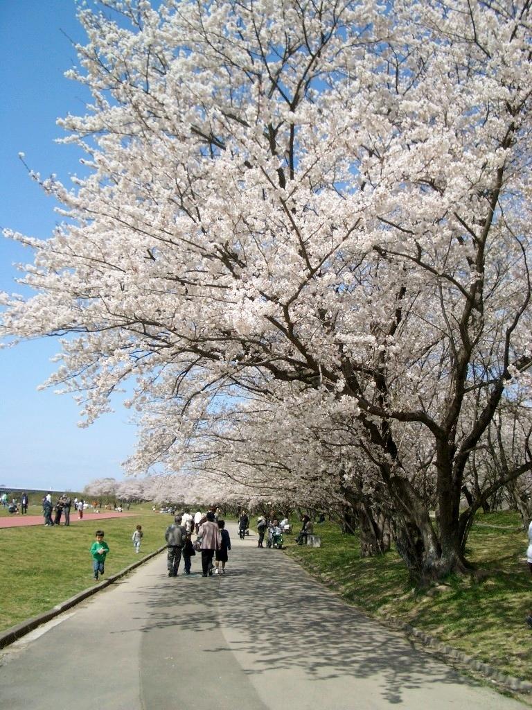 宮川堤の桜ライトアップ-2