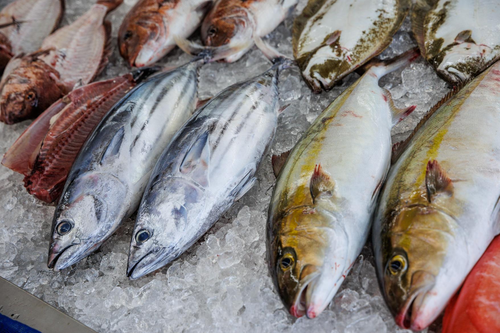 [Premium Course] Local fresh fish shop premium backyard experience~ Premium ingredients crafted with masterful skill ~　-1