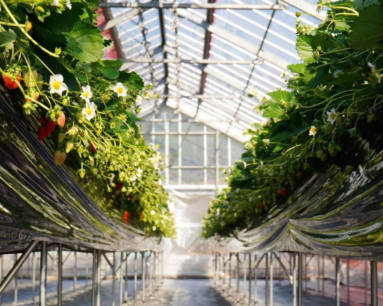 いちごのにわ-18