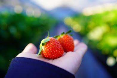 いちごのにわ-4