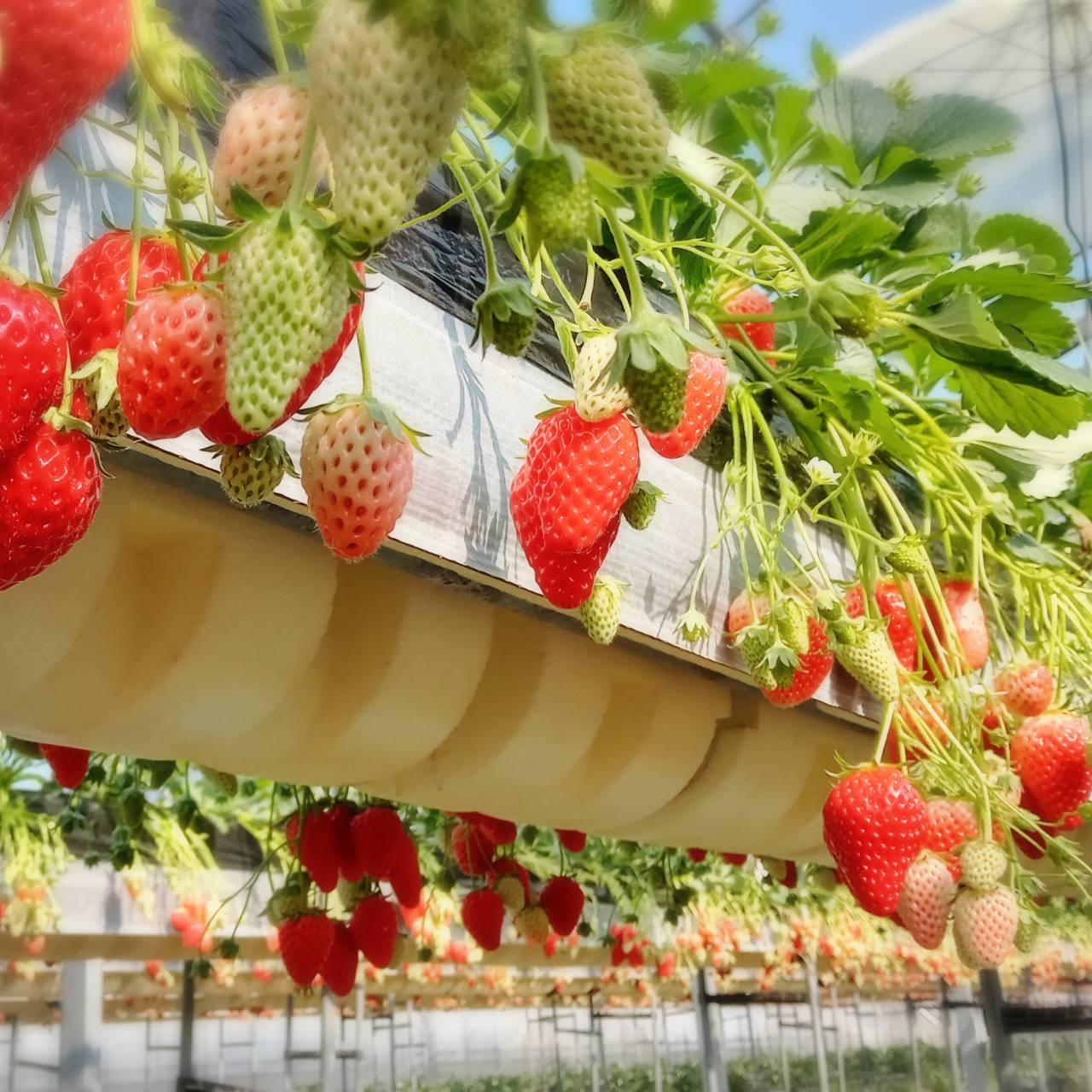 五桂池ふる～つ村-1