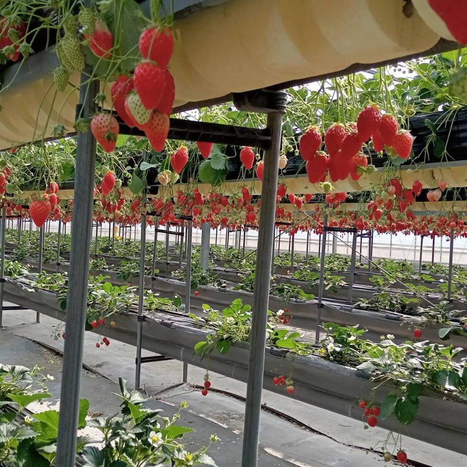 五桂池ふる～つ村-3