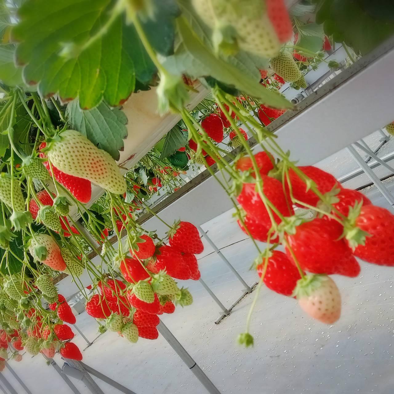 五桂池ふる～つ村-2