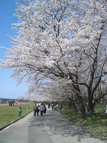 桜の時期1
