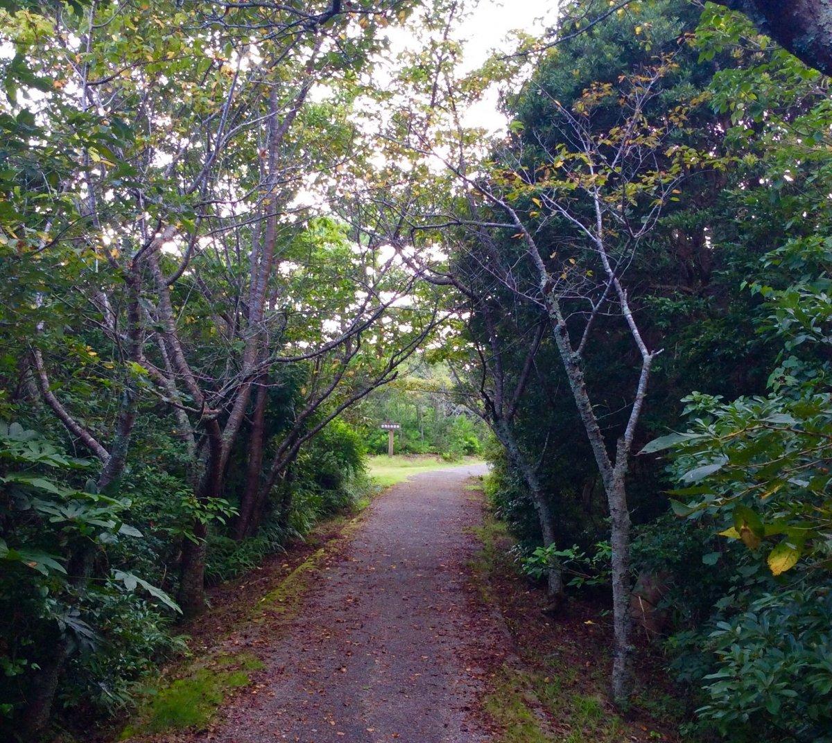 登茂山公園-1