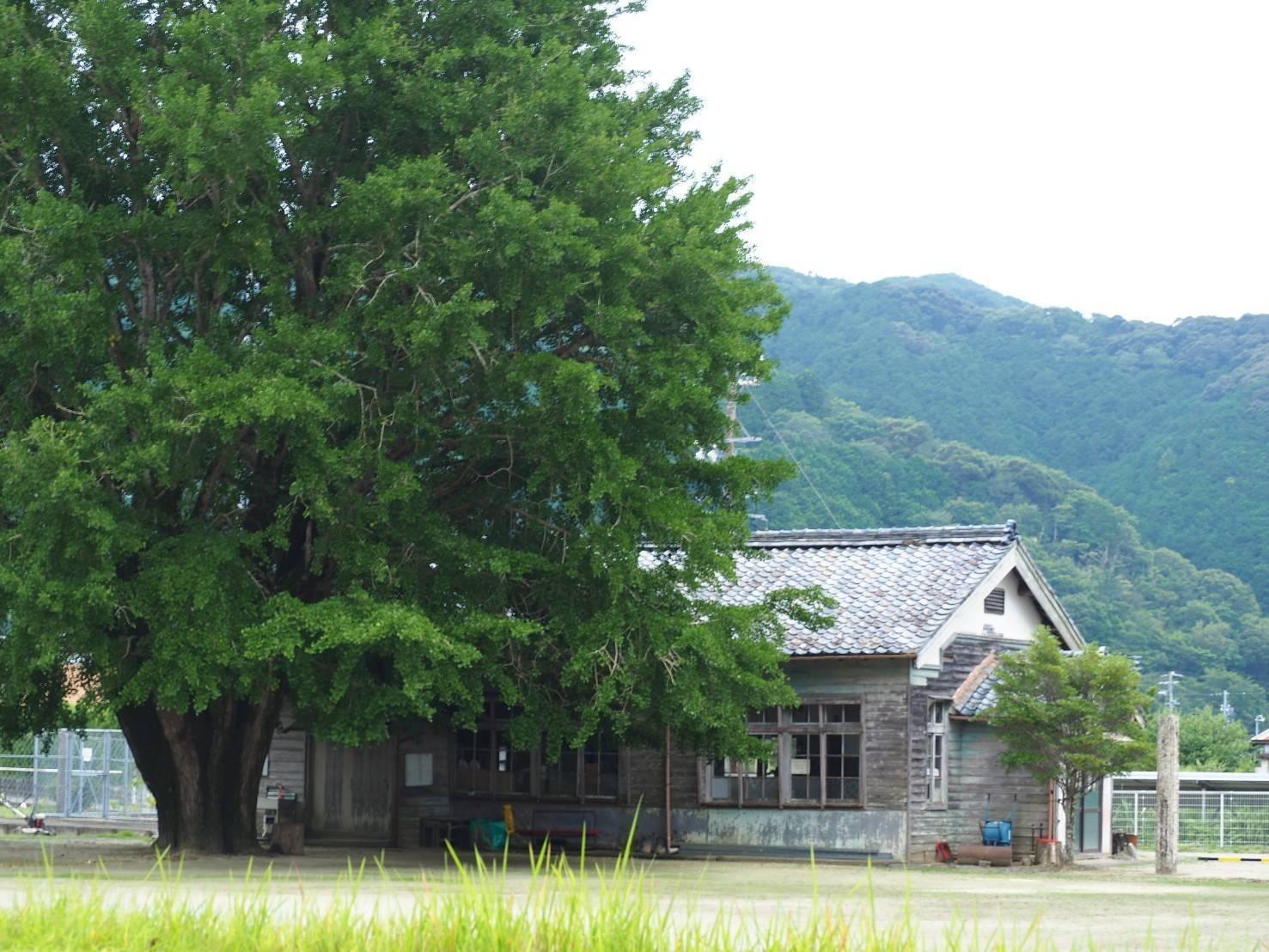 河内の大銀杏（わかくさ園）-9