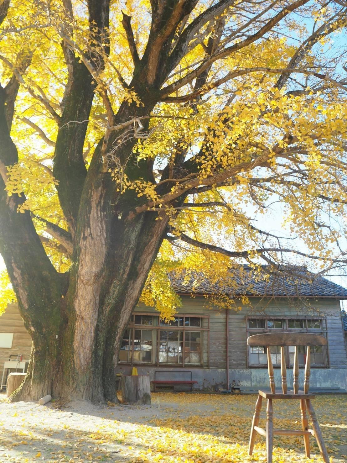 河内の大銀杏（わかくさ園）-7