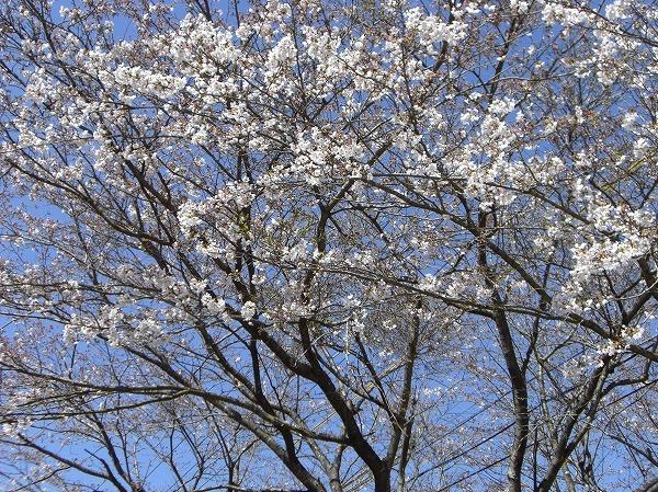 国道260号線の桜-0