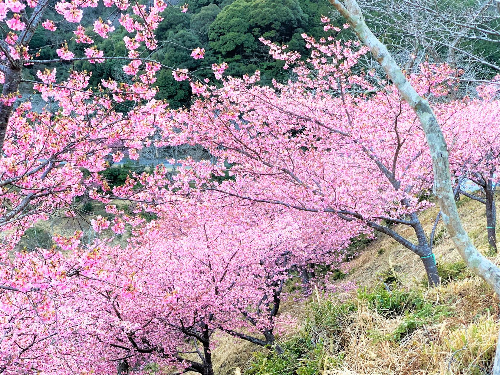 河村瑞賢公園の河津桜-1