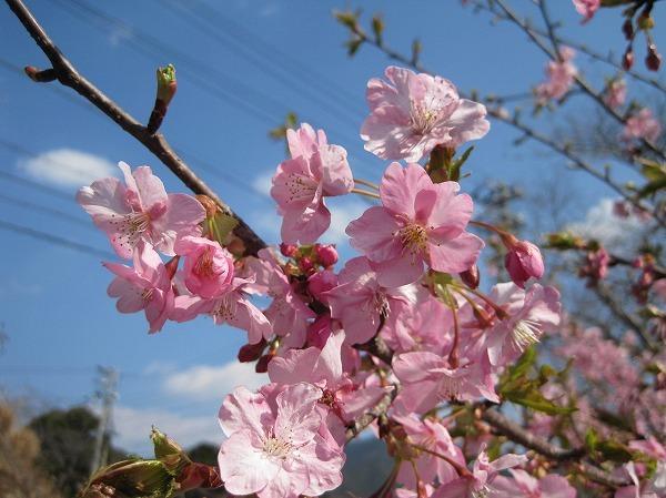 河村瑞賢公園の河津桜-3