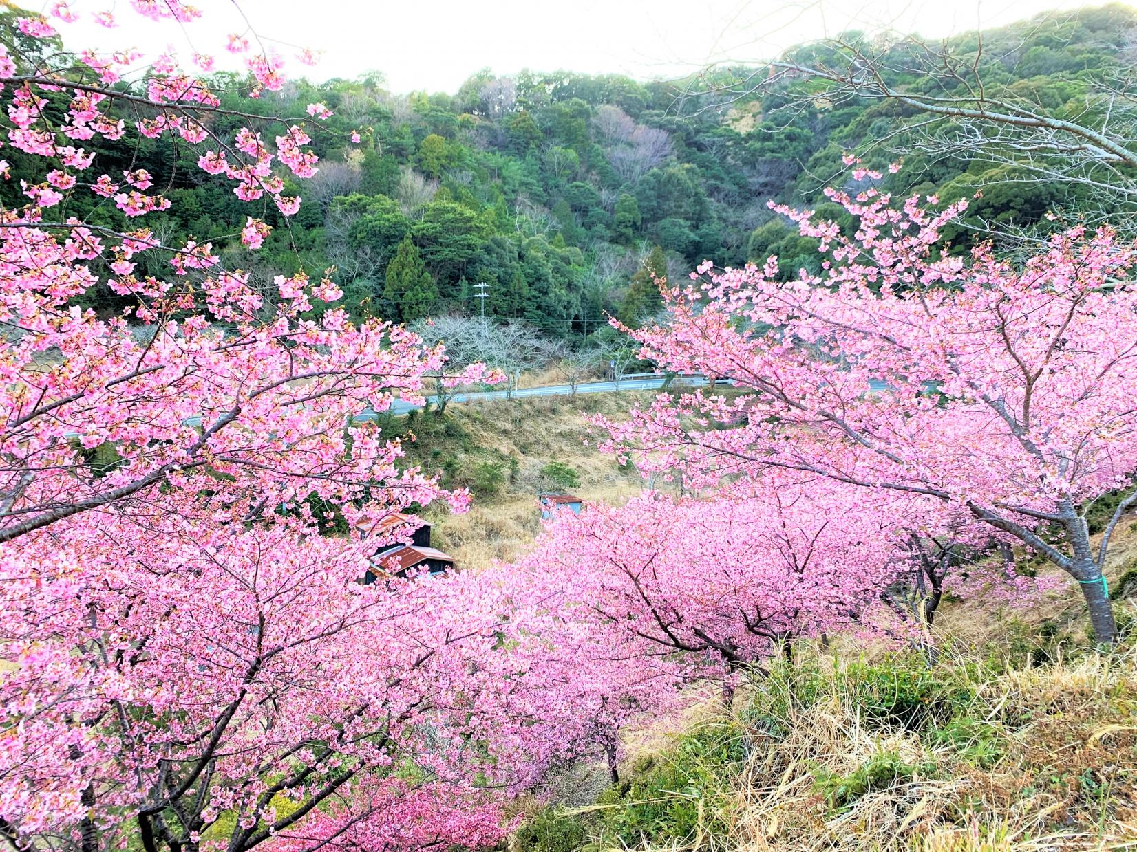 河村瑞賢公園の河津桜-2