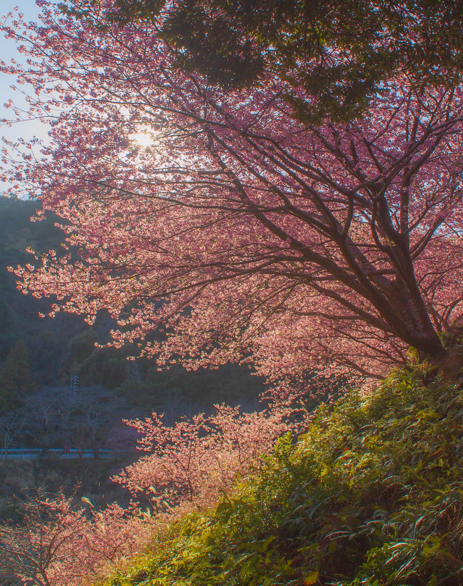 河村瑞賢公園の河津桜-5