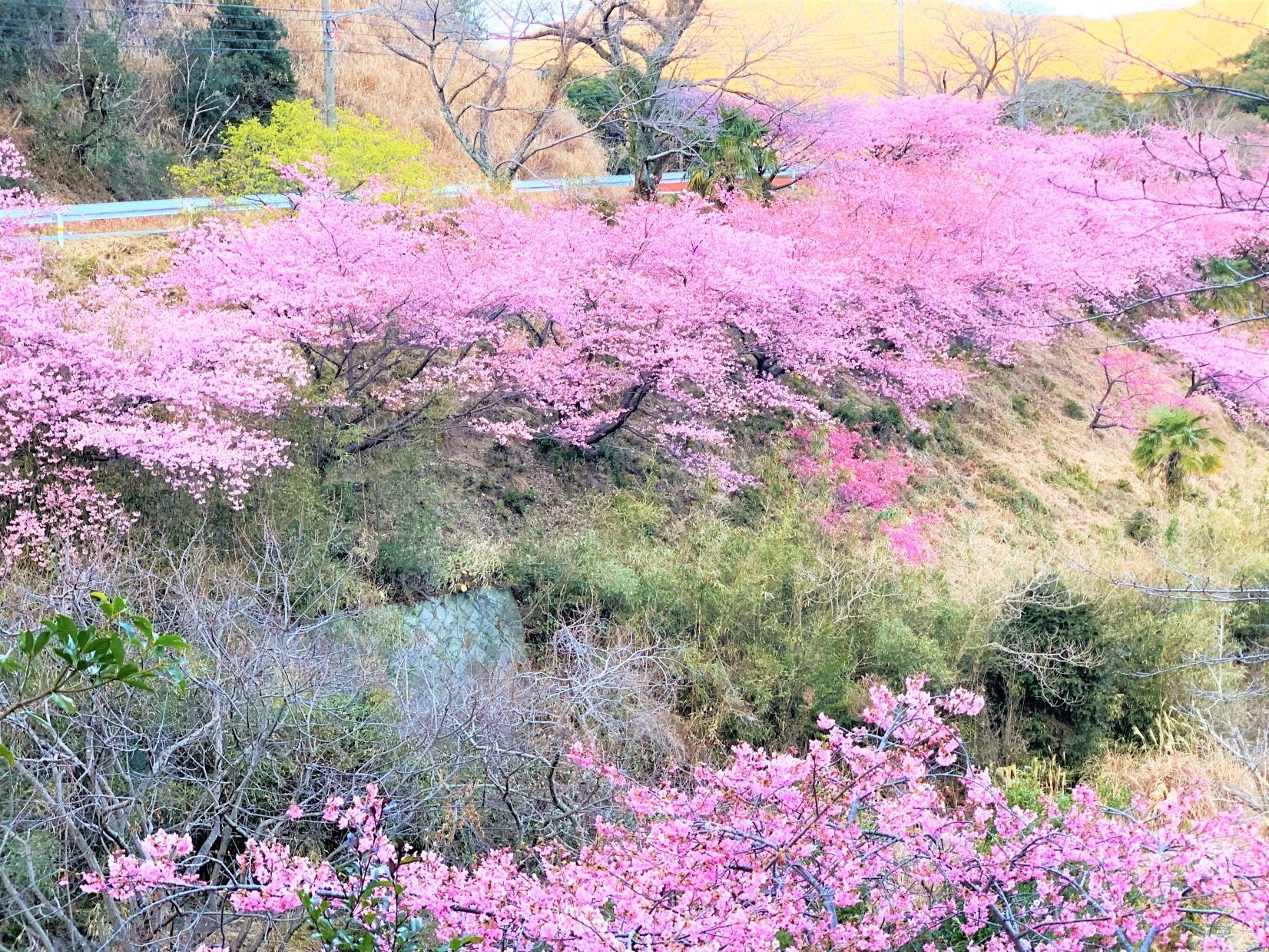 河村瑞賢公園の河津桜-13