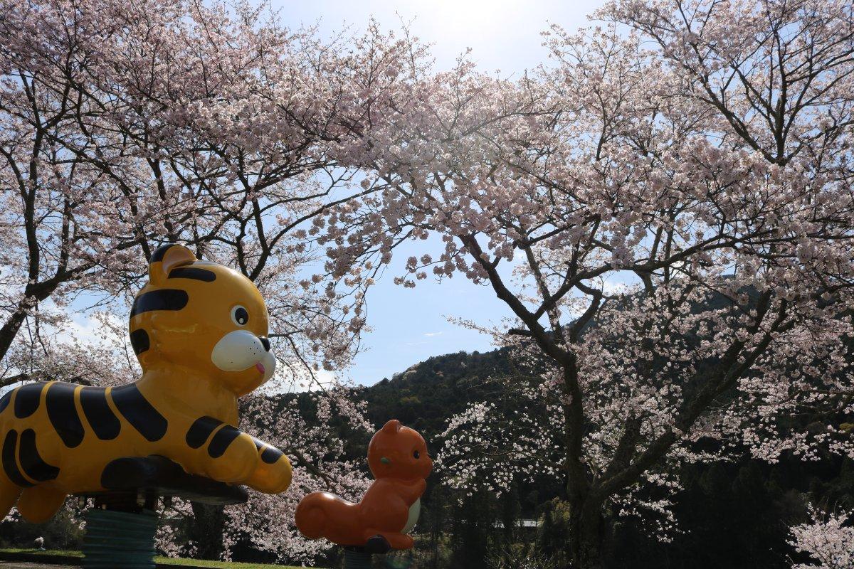 宮川河度會公園 (可以買伊勢茶）-2