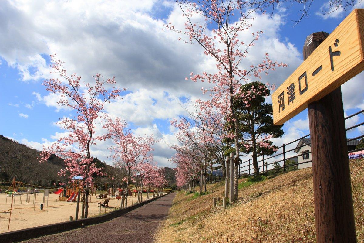 Miya River Watarai Park【You can buy Ise tea】-6