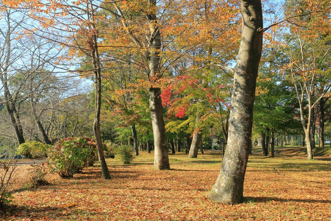 宮川河度會公園 (可以買伊勢茶）-9