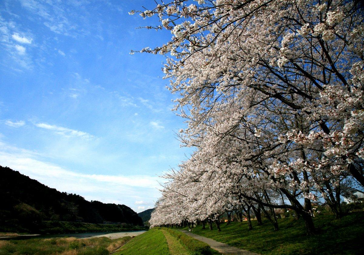 春には花見客で賑わう桜並木