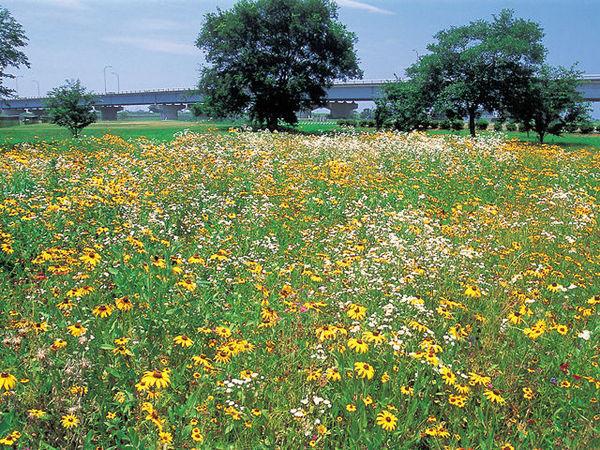 宮川ラブリバー公園-0