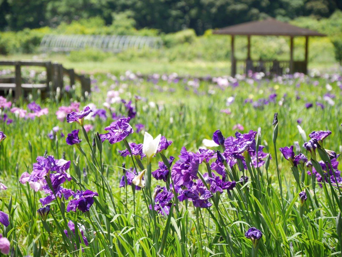 菖蒲の様子