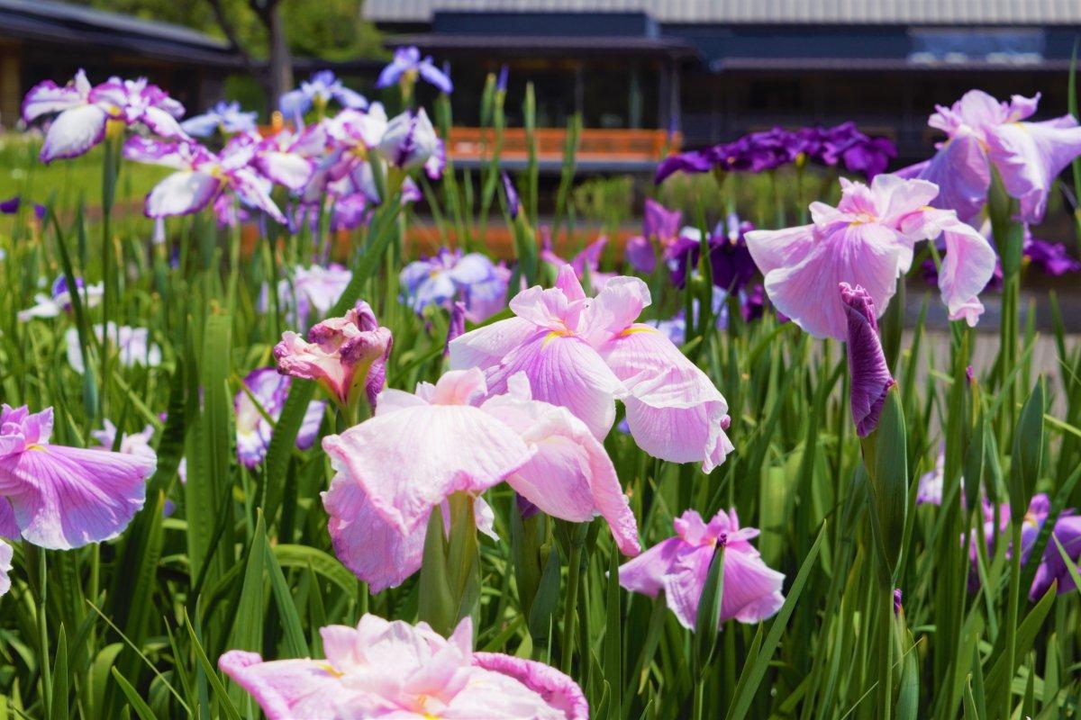 外宮勾玉池の花しょうぶ（伊勢神宮）-0