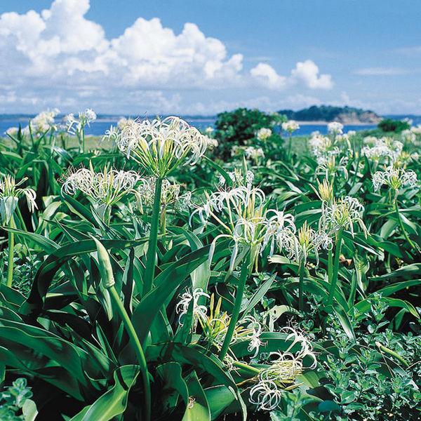 和具大島の浜木綿