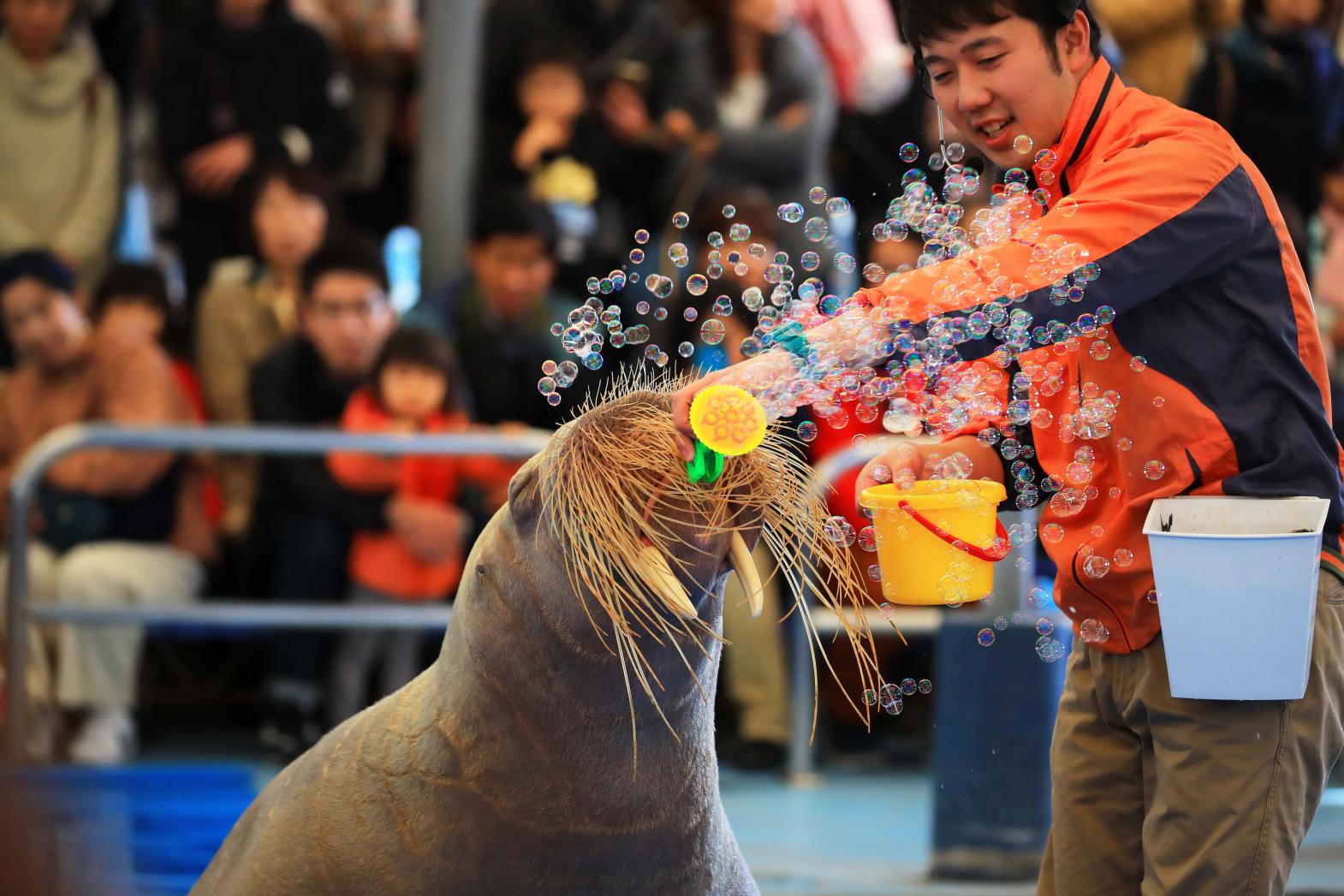 Aquarium de Toba-5