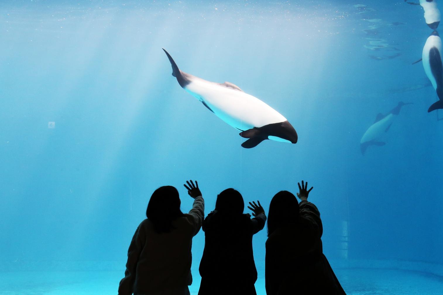 鳥羽水族館-4