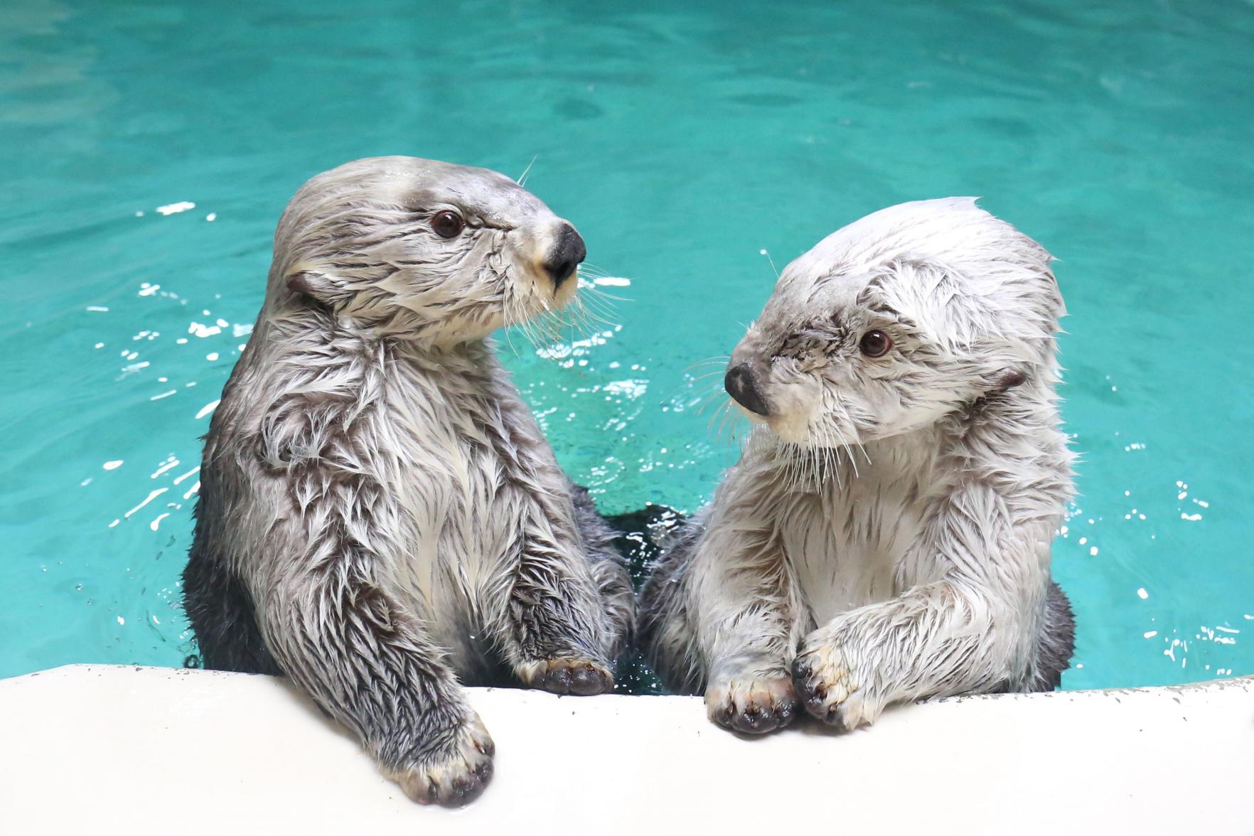 鳥羽水族館-0