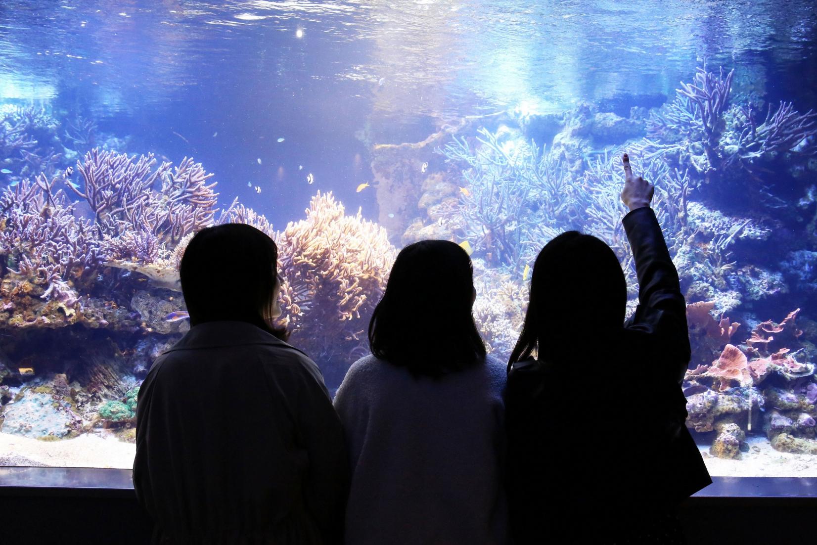 鳥羽水族館-3