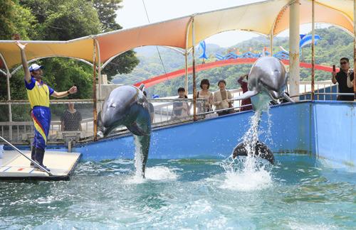 鳥羽湾めぐりとイルカ島-5