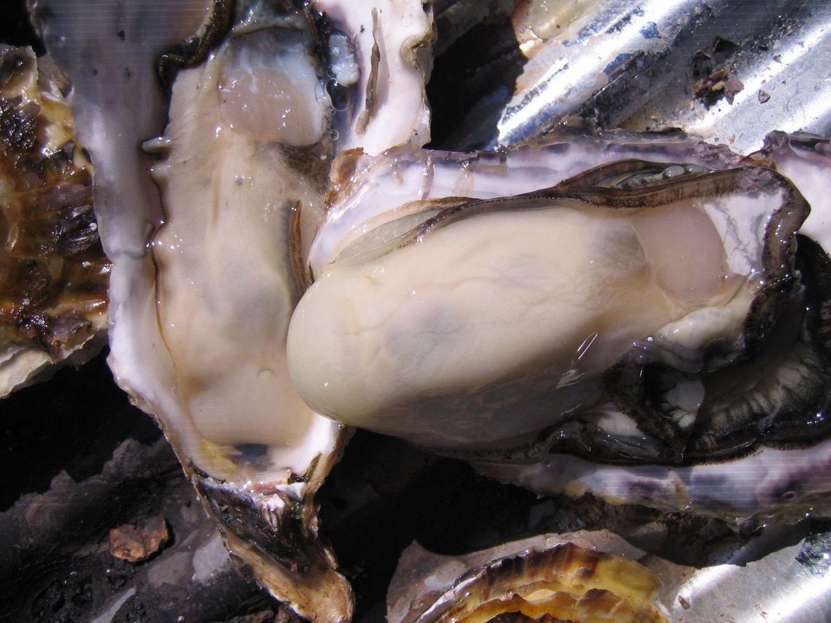 Uramura oyster huts-1